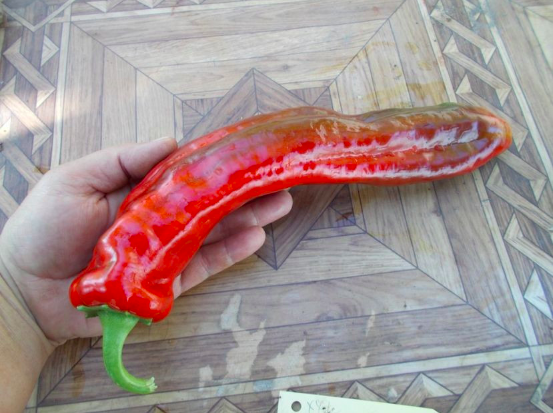 XXL PAPRIKA