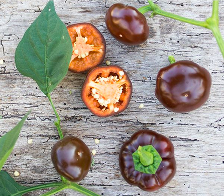 Graines piment 'YOLA'
