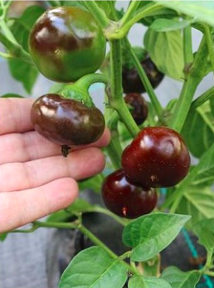 Graines piment 'YOLA'