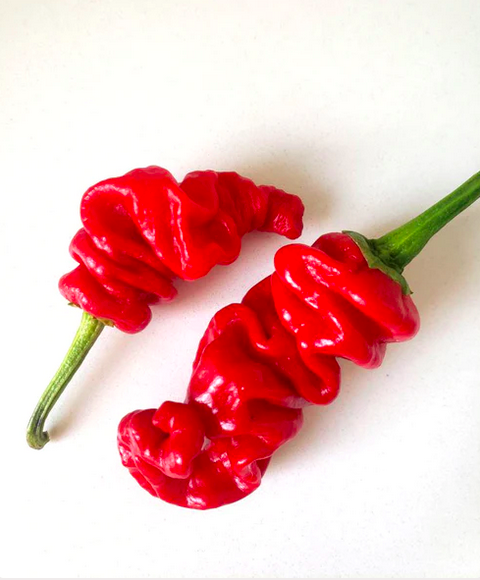 ZOU PI, ZHOU PI LA JIAO, SHARPEI, SHAR PEI, Runzelhaut Chili