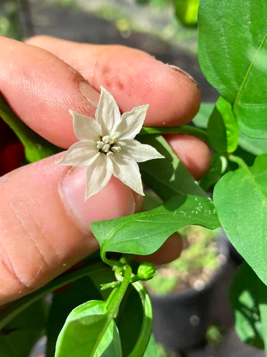 ZOU PI, ZHOU PI LA JIAO, SHARPEI, SHAR PEI, Runzelhaut Chili