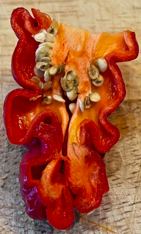 ZOU PI, ZHOU PI LA JIAO, SHARPEI, SHAR PEI, Runzelhaut Chili