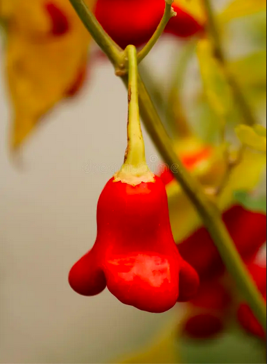 CHRISTMAS BELL