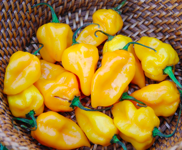 GRENADA SEASONING