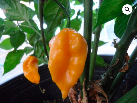 HABANERO GRENADA SEASONING