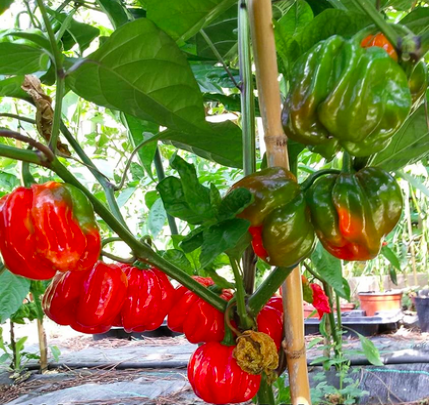 EL REMO, HABANERO EL REMO