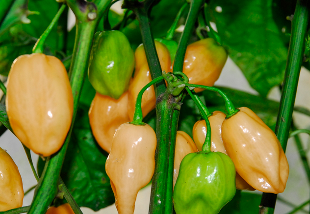 HABANERO PINK