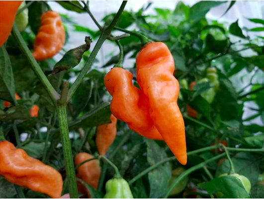 HABANADA