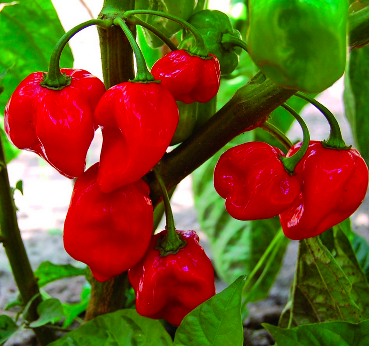 HABANERO Red
