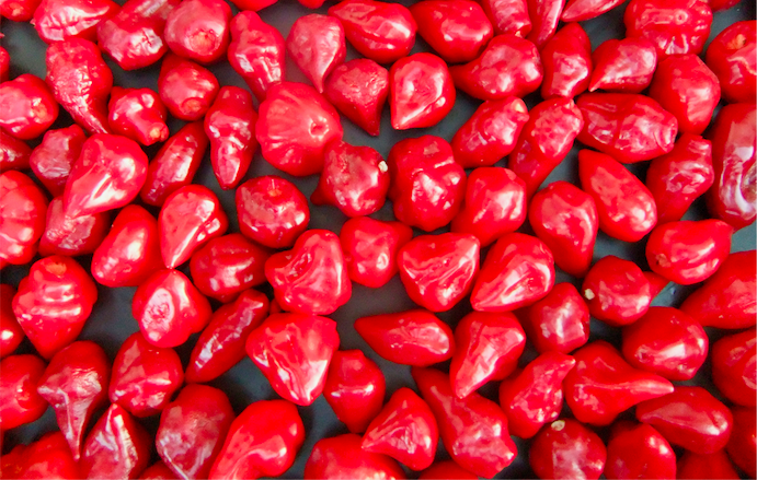 ROCOTILLO