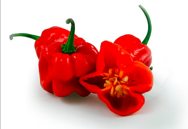 SCOTCH BONNET TRINIDAD Red