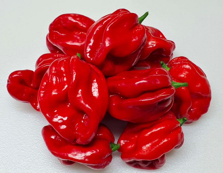 SCOTCH BONNET TRINIDAD Red