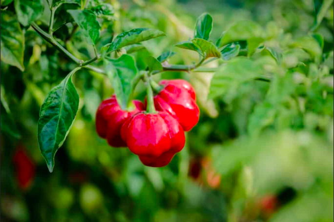 SCOTCH BONNET SAFI
