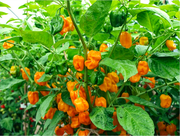 SUAVE Orange, NUMEX SUAVE Orange