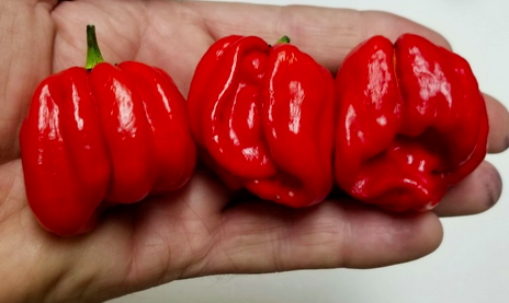 VICENTES SWEET, HABANERO VICENTES SWEET