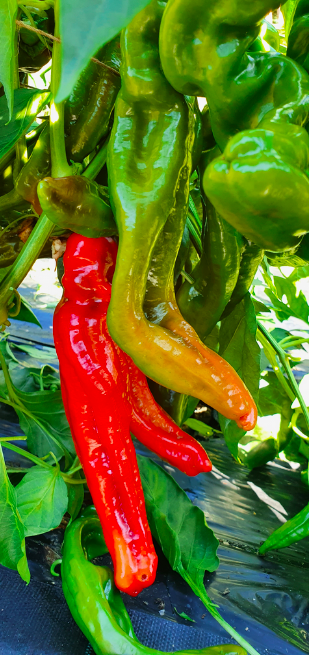 BANAN KRASNYJ, Red Banana, Banana Rouge, БАНАН КРАСНЫЙ