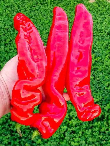 BANAN KRASNYJ, Red Banana, Banana Rouge, БАНАН КРАСНЫЙ