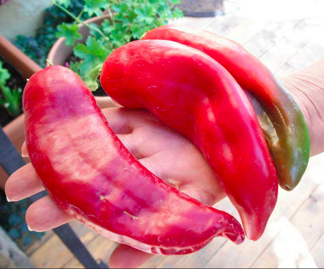 BIG JIM, NUMEX BIG JIM