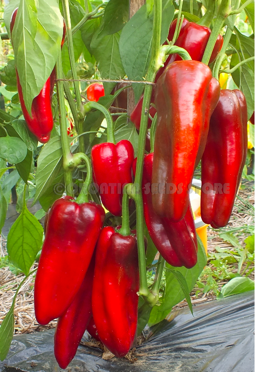 BIZON KRASNYI, Red Buffalo, Buffle Rouge