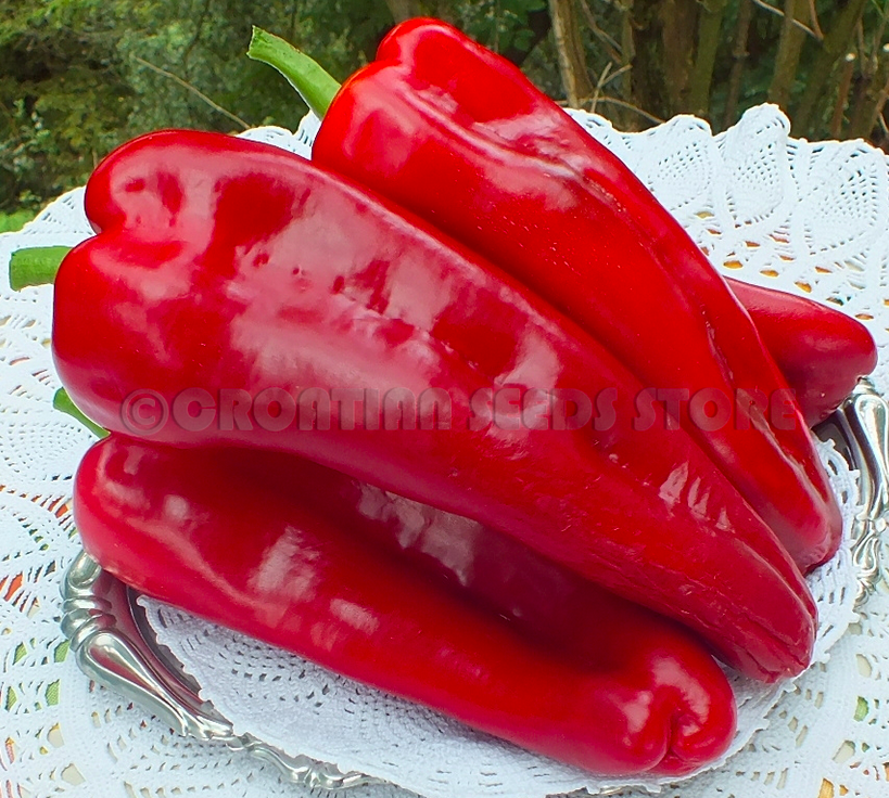 BIZON KRASNYI, Red Buffalo, Buffle Rouge
