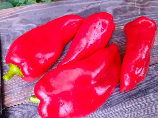 BOLGARSKY KRASNYI, Bulgarian Red, Bulgare Rouge
