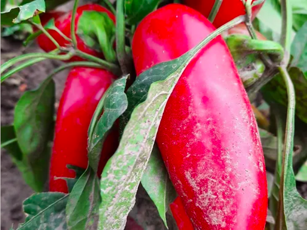 BOLGARSKY KRASNYI, Bulgarian Red, Bulgare Rouge