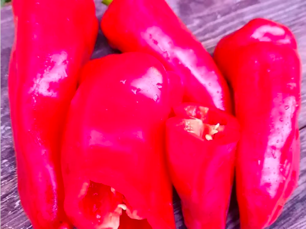 BOLGARSKY KRASNYI, Bulgarian Red, Bulgare Rouge