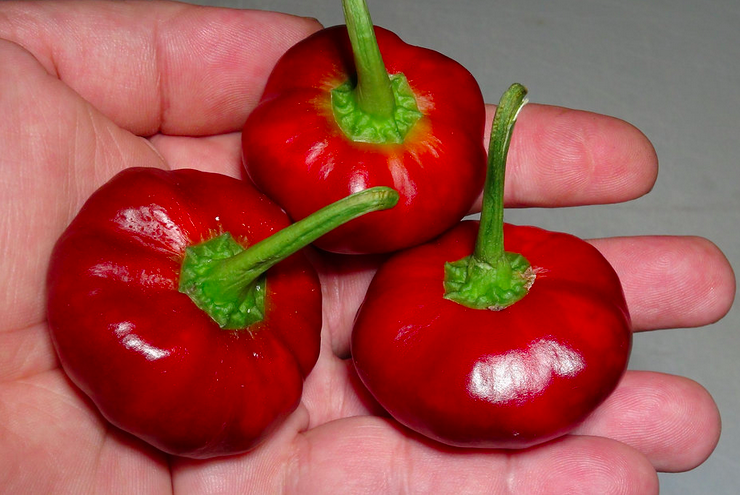 BOLA