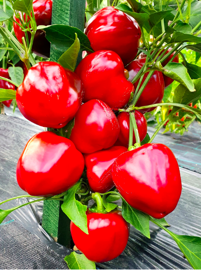 BYCHYE SERDTSE, Bull’s Heart, Coeur de Taureau