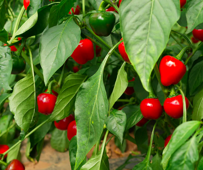 CHERRY BOMB