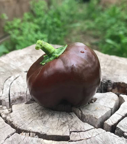 CHOCOLATE ROUNDELAY