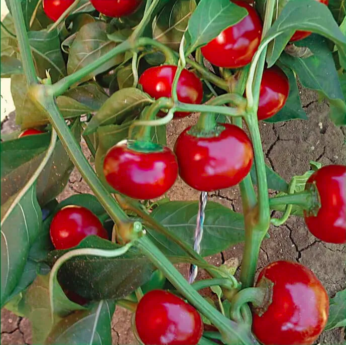 CILIEGIA PICCANTE, Spicy Cherry, Cerise Épicée, BACCIO DE SANTANA, Satan's Kiss, Bisou de Diable