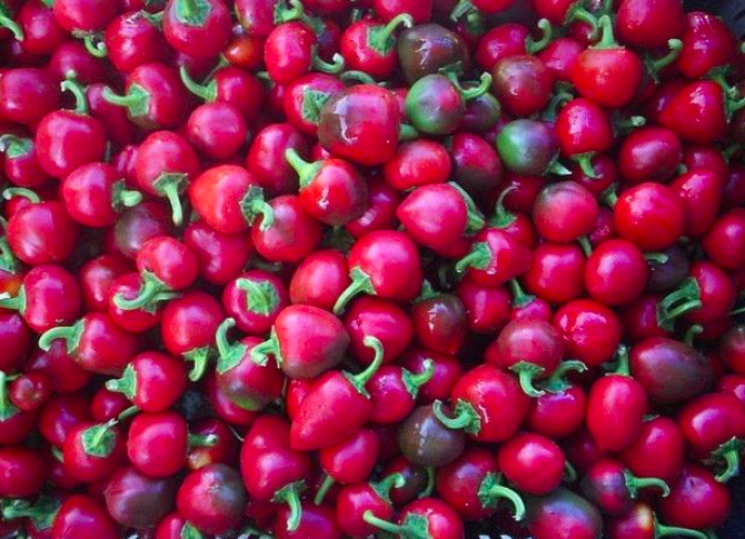 CILIEGIA PICCANTE, Spicy Cherry, Cerise Épicée, BACCIO DE SANTANA, Satan's Kiss, Bisou de Diable