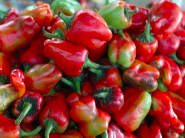 COBAN RED, COBAN RED PIMIENTO