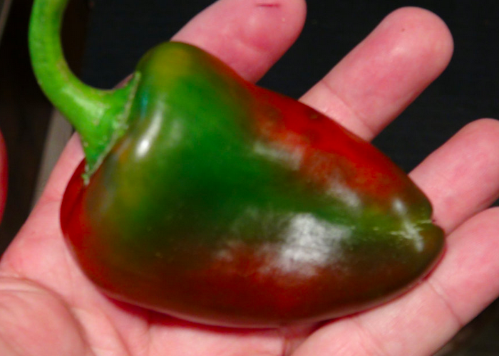 COBAN RED, COBAN RED PIMIENTO