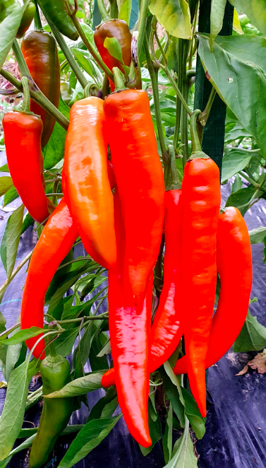 CORNO DI TORO Arancia, CORNO DI TORO Orange, Bull's Horn orange, Corne de Taureau orange