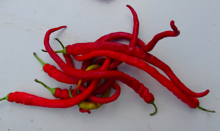 CORBACI