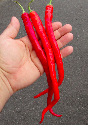 CORBACI