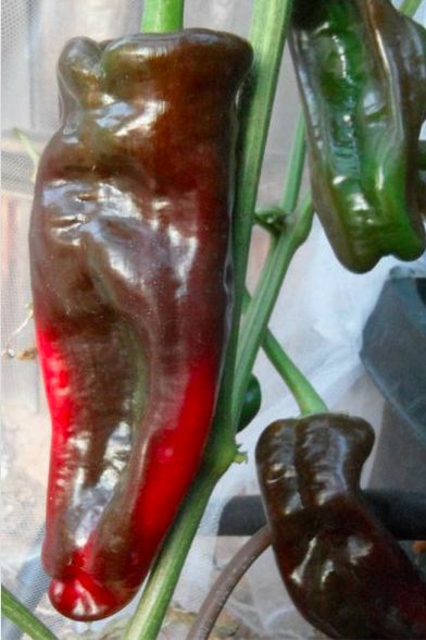 CRISTAL, PIMIENTO CRISTAL