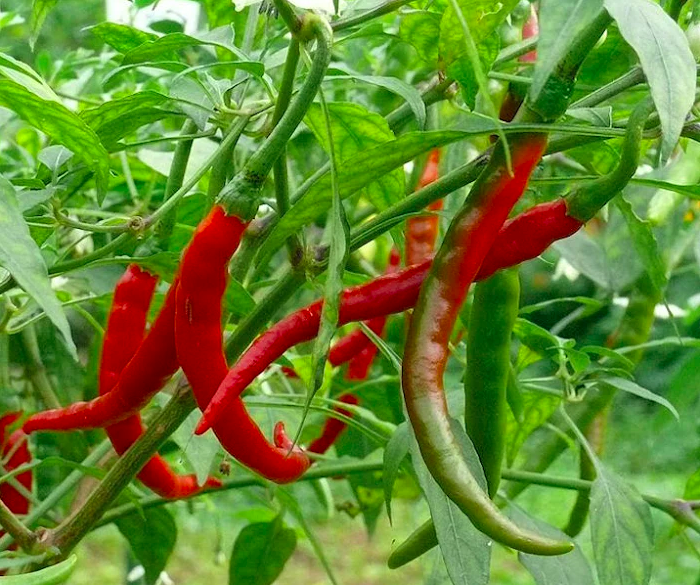 DE CAYENNE, CAYENNE