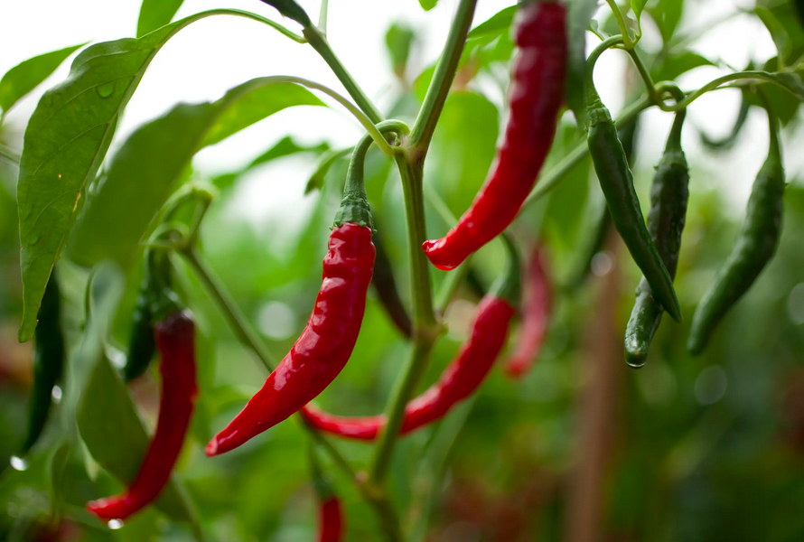 DE CAYENNE, CAYENNE