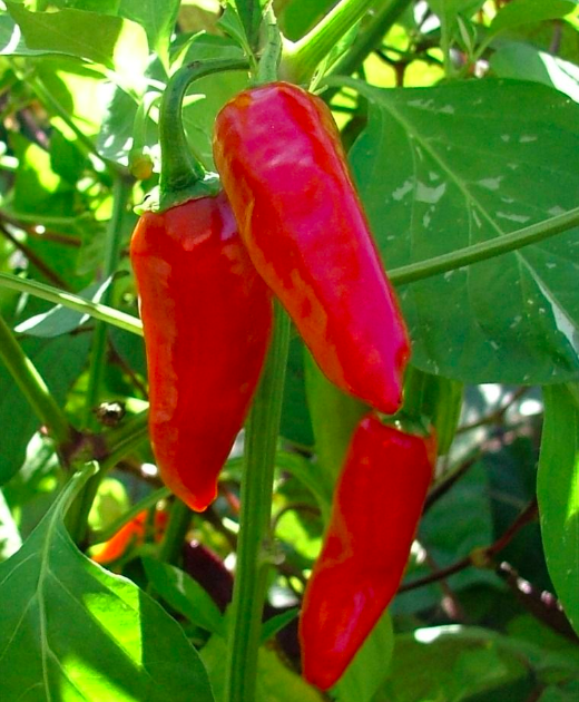 DULCE ROJO, DOLCE ROJO