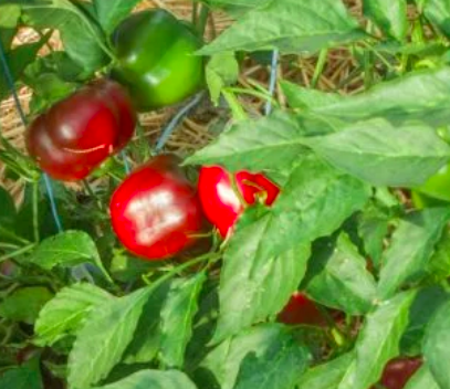 FRÜHER DICKFLEISCHIGER SÜßER, FRUEHER DICKFLEISCHIGER SUESSER