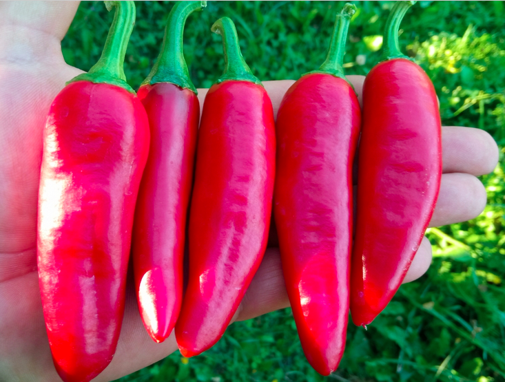 FÜSZER CSIPÖS, FUSZER CSIPOS, FUSZER