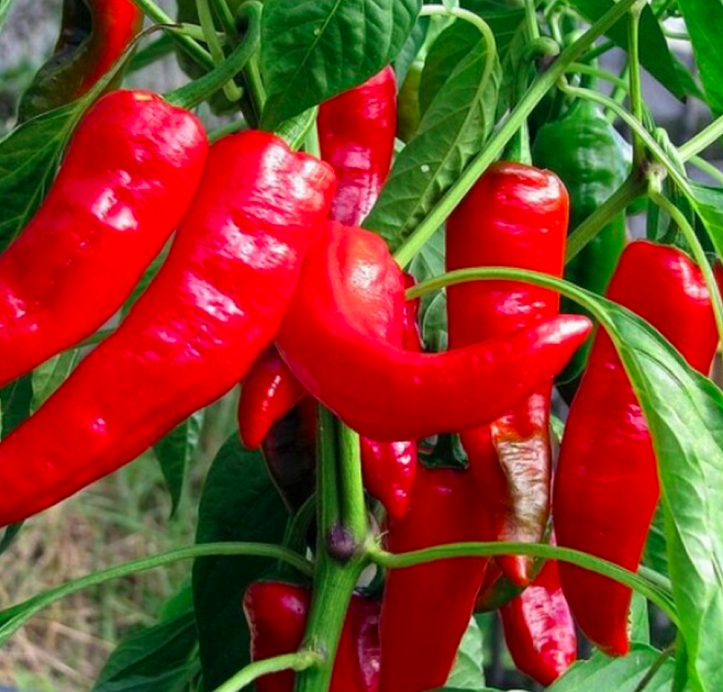 GEORGIA FLAME