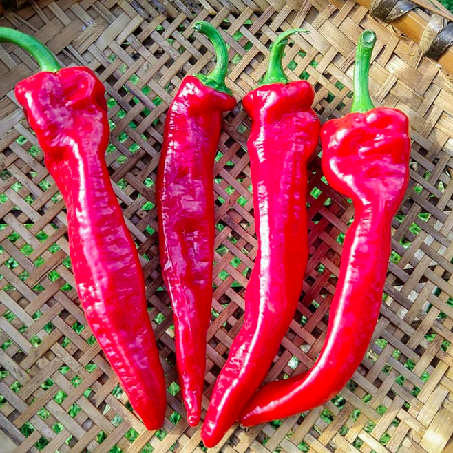 GERNIKA, TXORIXERO, CHORICERO, VIZCAÍNO