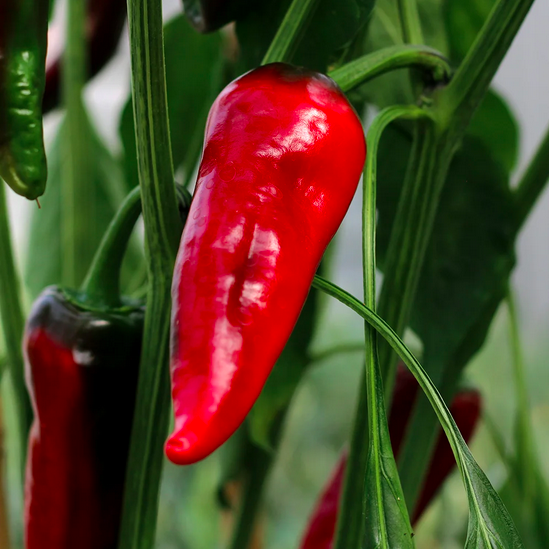 GORRIA, "Piment d'Espelette"