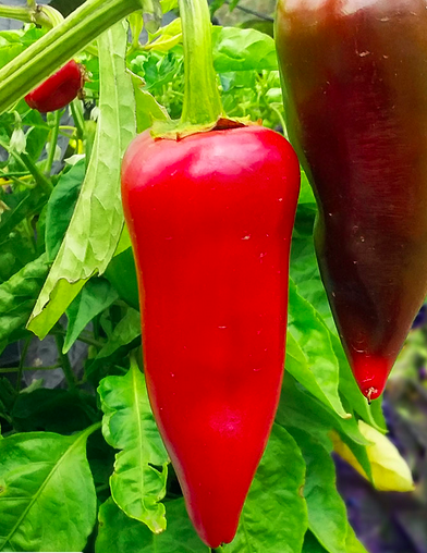 GORRIA, "Piment d'Espelette"