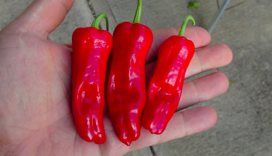 GREEK PEPERONI