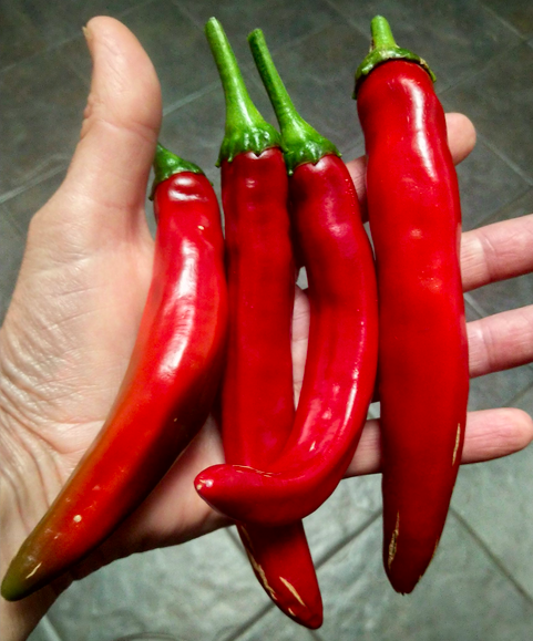 GUAJILLO d'Espagne